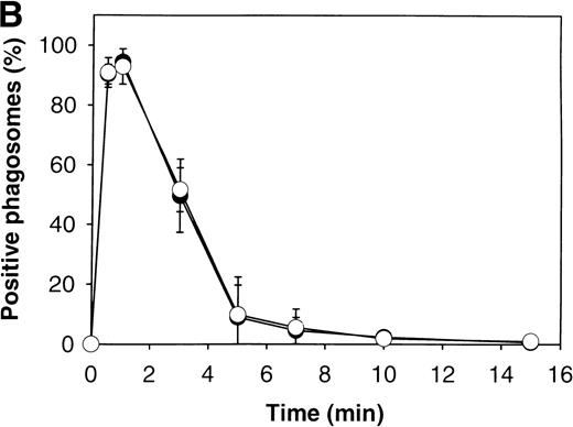 Fig. 2. F-actin and p57 colocalize on forming phagosomes containing OpZ. (A) F-actin and p57 are enriched on forming OpZ phagosomes. Adherent PMNs ingested OpZ for 0.5 minutes or 7 minutes at 37°C before processing for IFM. Samples were double-stained with rhodamine-phalloidin to visualize F-actin and MoAbs to p57 as described above. p57 and F-actin were enriched on early phagosomes (upper panels), but not late phagosomes (arrowheads, lower panels). Neither marker was detected on uningested OpZ (arrow, upper panels). (B) Kinetics of F-actin and p57 association with OpZ. Adherent PMNs ingested OpZ for 0 to 15 minutes at 37°C before processing for IFM. F-actin and p57 were detected as in (A). Data shown are the mean ± SD of six to seven independent experiments. For each time point, 100 phagosomes/sample were scored. (•), F-actin; (○), p57.