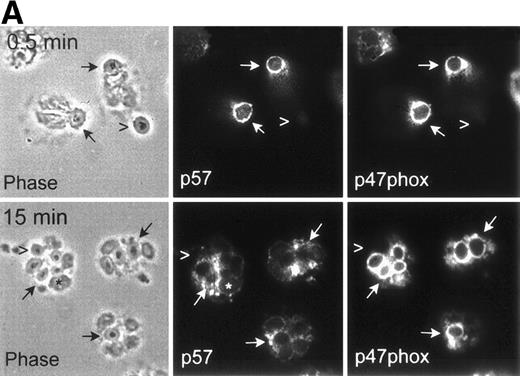 Fig. 3. p47phox is enriched on nascent and mature PMN phagosomes. (A) Adherent PMNs ingested OpZ for 0.5 or 15 minutes at 37°C before processing for IFM. Fixed cells were double-stained with MoAbs to p57 and pAbs to p47phox followed by secondary antibodies coupled to FITC and Texas red, respectively. p47phoxand p57 colocalized on forming phagosomes (upper panels) and p47phox was retained after p57 was shed (lower panels). Arrowhead, uningested OpZ; arrows, phagosomes; Asterisk, representative nuclear lobe that was not stained with anti-p57 MoAbs. (B) Kinetics of p47phox association with OpZ phagosomes. Adherent PMNs ingested OpZ for 0 to 15 minutes at 37°C. Fixed cells were double-stained with pAbs to p47phox and MoAbs to p57 followed by secondary antibodies conjugated to FITC or Texas red, respectively. Data shown are the mean ± SD from four independent controls assayed in duplicate or triplicate. At least 100 phagosomes were scored/sample/time. (•), p57; (○), p47phox. (C) F-actin, p57, and p47phox are enriched on purified OpZ phagosomes. OpZ phagosomes were purified on sucrose gradients and proteins in the phagosome fractions were detected by SDS-PAGE and immunoblotting. Note that OpZ phagosomes (lanes 3 and 4) were enriched for p57, F-actin, and p47phox. By contrast, these proteins did not bind to unopsonized zymosan (Z) particles that were not ingested. Data shown are representative of three independent experiments.