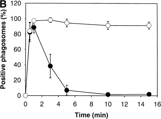 Fig. 3. p47phox is enriched on nascent and mature PMN phagosomes. (A) Adherent PMNs ingested OpZ for 0.5 or 15 minutes at 37°C before processing for IFM. Fixed cells were double-stained with MoAbs to p57 and pAbs to p47phox followed by secondary antibodies coupled to FITC and Texas red, respectively. p47phoxand p57 colocalized on forming phagosomes (upper panels) and p47phox was retained after p57 was shed (lower panels). Arrowhead, uningested OpZ; arrows, phagosomes; Asterisk, representative nuclear lobe that was not stained with anti-p57 MoAbs. (B) Kinetics of p47phox association with OpZ phagosomes. Adherent PMNs ingested OpZ for 0 to 15 minutes at 37°C. Fixed cells were double-stained with pAbs to p47phox and MoAbs to p57 followed by secondary antibodies conjugated to FITC or Texas red, respectively. Data shown are the mean ± SD from four independent controls assayed in duplicate or triplicate. At least 100 phagosomes were scored/sample/time. (•), p57; (○), p47phox. (C) F-actin, p57, and p47phox are enriched on purified OpZ phagosomes. OpZ phagosomes were purified on sucrose gradients and proteins in the phagosome fractions were detected by SDS-PAGE and immunoblotting. Note that OpZ phagosomes (lanes 3 and 4) were enriched for p57, F-actin, and p47phox. By contrast, these proteins did not bind to unopsonized zymosan (Z) particles that were not ingested. Data shown are representative of three independent experiments.