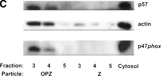 Fig. 3. p47phox is enriched on nascent and mature PMN phagosomes. (A) Adherent PMNs ingested OpZ for 0.5 or 15 minutes at 37°C before processing for IFM. Fixed cells were double-stained with MoAbs to p57 and pAbs to p47phox followed by secondary antibodies coupled to FITC and Texas red, respectively. p47phoxand p57 colocalized on forming phagosomes (upper panels) and p47phox was retained after p57 was shed (lower panels). Arrowhead, uningested OpZ; arrows, phagosomes; Asterisk, representative nuclear lobe that was not stained with anti-p57 MoAbs. (B) Kinetics of p47phox association with OpZ phagosomes. Adherent PMNs ingested OpZ for 0 to 15 minutes at 37°C. Fixed cells were double-stained with pAbs to p47phox and MoAbs to p57 followed by secondary antibodies conjugated to FITC or Texas red, respectively. Data shown are the mean ± SD from four independent controls assayed in duplicate or triplicate. At least 100 phagosomes were scored/sample/time. (•), p57; (○), p47phox. (C) F-actin, p57, and p47phox are enriched on purified OpZ phagosomes. OpZ phagosomes were purified on sucrose gradients and proteins in the phagosome fractions were detected by SDS-PAGE and immunoblotting. Note that OpZ phagosomes (lanes 3 and 4) were enriched for p57, F-actin, and p47phox. By contrast, these proteins did not bind to unopsonized zymosan (Z) particles that were not ingested. Data shown are representative of three independent experiments.