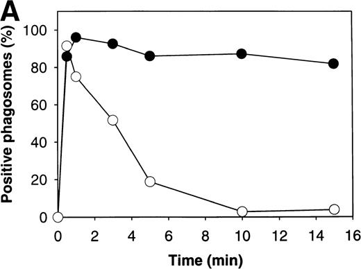 Fig. 4. Association of p67phox with OpZ phagosomes. (A) Adherent PMNs from a normal control or patient HB with X-linked CGD, ingested OpZ for 0 to 15 minutes at 37°C as described above. Fixed cells were stained with pAbs to p67phox followed by secondary antibodies coupled to FITC and phagosomes were scored for p67phox using IFM. Data are the average of duplicate samples and 50 to 100 phagosomes were scored/sample/time. (•), control; (○), X-linked CGD. Note that p67phox was transiently recruited to OpZ phagosomes in X-linked CGD PMNs. (B) Adherent p47phox-deficient PMNs ingested OpZ for 0 to 15 minutes at 37°C before processing for IFM. Samples were double-stained to detect p67phox and p57 as described above. Data indicate the average ± SD of duplicate samples from a single experiment where 100 phagosomes/sample/time were scored. Comparable data were obtained using PMNs from an unrelated p47phox-deficient individual. (•), p57; (○), p67phox. By IFM, p47phox was undetectable (not shown).