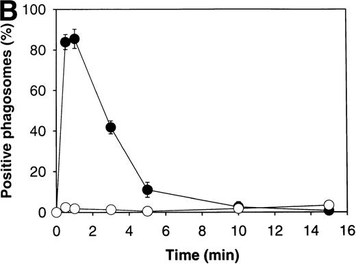 Fig. 4. Association of p67phox with OpZ phagosomes. (A) Adherent PMNs from a normal control or patient HB with X-linked CGD, ingested OpZ for 0 to 15 minutes at 37°C as described above. Fixed cells were stained with pAbs to p67phox followed by secondary antibodies coupled to FITC and phagosomes were scored for p67phox using IFM. Data are the average of duplicate samples and 50 to 100 phagosomes were scored/sample/time. (•), control; (○), X-linked CGD. Note that p67phox was transiently recruited to OpZ phagosomes in X-linked CGD PMNs. (B) Adherent p47phox-deficient PMNs ingested OpZ for 0 to 15 minutes at 37°C before processing for IFM. Samples were double-stained to detect p67phox and p57 as described above. Data indicate the average ± SD of duplicate samples from a single experiment where 100 phagosomes/sample/time were scored. Comparable data were obtained using PMNs from an unrelated p47phox-deficient individual. (•), p57; (○), p67phox. By IFM, p47phox was undetectable (not shown).