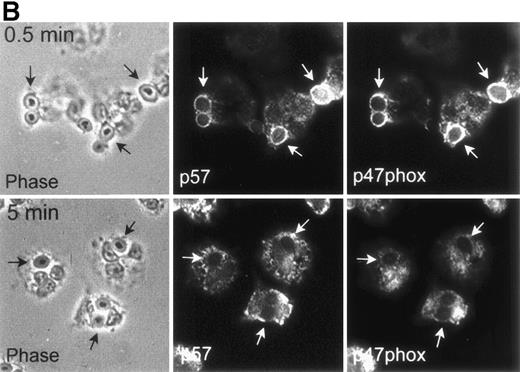 Fig. 5. Transient enrichment of p47phox on OpZ phagosomes in X-linked CGD neutrophils. (A) gp91phox is undetectable in X-linked CGD neutrophils. PMN proteins from four normal individuals (odd lanes) or three persons with X-linked CGD (AlS, MK, TB, even lanes) were resolved by SDS-PAGE and then immunoblotted with antibody to gp91phox as described in Materials and Methods. Individuals deficient in gp91phox also lacked detectable p22phox(data not shown). (B and C) Kinetics of p47phox association with OpZ phagosomes in X-linked CGD neutrophils. Adherent X-linked CGD PMNs ingested OpZ for 0 to 15 minutes before processing for IFM. Fixed cells were double-stained with MoAb to p57 and pAb to p47phoxfollowed by secondary antibodies coupled to Texas red or FITC, respectively. (B) Representative fluorescence data for X-linked CGD PMNs. Data shown are from MK. Note that p47phox was enriched on forming phagosomes, but was not retained on these structures once particle internalization was complete. Arrows, phagosomes. (C) Pooled data (mean ± SD) for PMNs isolated from six persons with X-linked CGD (TS, DS, MK, TB, AlS, and HB). All samples were assayed in duplicate or triplicate and at least 100 phagosomes were scored/sample/time. (•), p57; (○), p47phox.