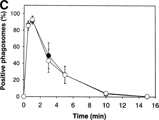 Fig. 5. Transient enrichment of p47phox on OpZ phagosomes in X-linked CGD neutrophils. (A) gp91phox is undetectable in X-linked CGD neutrophils. PMN proteins from four normal individuals (odd lanes) or three persons with X-linked CGD (AlS, MK, TB, even lanes) were resolved by SDS-PAGE and then immunoblotted with antibody to gp91phox as described in Materials and Methods. Individuals deficient in gp91phox also lacked detectable p22phox(data not shown). (B and C) Kinetics of p47phox association with OpZ phagosomes in X-linked CGD neutrophils. Adherent X-linked CGD PMNs ingested OpZ for 0 to 15 minutes before processing for IFM. Fixed cells were double-stained with MoAb to p57 and pAb to p47phoxfollowed by secondary antibodies coupled to Texas red or FITC, respectively. (B) Representative fluorescence data for X-linked CGD PMNs. Data shown are from MK. Note that p47phox was enriched on forming phagosomes, but was not retained on these structures once particle internalization was complete. Arrows, phagosomes. (C) Pooled data (mean ± SD) for PMNs isolated from six persons with X-linked CGD (TS, DS, MK, TB, AlS, and HB). All samples were assayed in duplicate or triplicate and at least 100 phagosomes were scored/sample/time. (•), p57; (○), p47phox.