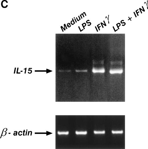 Fig. 3. IFN-γ upregulates IL-15 expression. The membrane and cytoplasmic forms of IL-15 were evaluated by FACS analysis. Human peripheral blood monocytes (A) and MONO-MAC-6 cells (B) were treated with IFN-γ, LPS, or LPS + IFN-γ or left untreated and were stained with the M112 MoAb as described in Materials and Methods. The mean ± SD from three independent experiments is shown. Significance was analyzed by comparison between treated and untreated cells with z-test (*P < .001). (C) cDNA derived from MONO-MAC-6 cells incubated for 6 hours with medium alone or supplemented with IFN-γ, LPS, or LPS plus IFN-γ were amplified with primers specific for IL-15. β-actin served as the control.