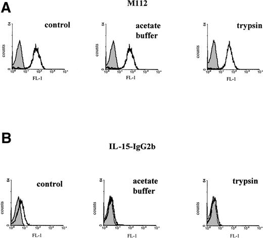 Fig. 5. Cell surface IL-15 is not associated with its own receptor. (A) MONO-MAC-6 were treated with IFN-γ (500 U/mL) for 24 hours. Cells were then washed and incubated in PBS, acetate buffer (pH 4.4), or trypsin as described in Materials and Methods. All groups were stained with M112 MoAb and analyzed on FACSort. Fluorescence intensity is represented by open histograms; solid histograms refer to the background staining of isotype-matched control MoAb. (B) MONO-MAC-6 treated with IFN-γ as described above were incubated with PBS (left panel) or trypsin (right panel). Cells were then incubated with biotin-conjugated IL-15 IgG2b fusion protein (open histogram) or with equal amount of isotype-matched biotinylated IgG (solid histogram). In the central panel, cells were incubated with the IL-15 IgG2b fusion protein and then with acetate buffer, pH 4.4. The x axis represents the intensity of green fluorescence expressed in a log scale as mean channel, and the y axis represents the number of cells per channel.