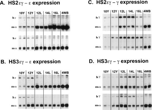 Fig. 2. S1 nuclease protection assay of human ɛ and Aγ transgene expression during mouse development in mice carrying HS2ɛγ and HS3ɛγ constructs. (A) Human ɛ transgene expression data from HS2ɛγ lines 187 (top panel) and 166 (bottom panel). Phosphorimager scans of S1 protection assays analyzing human ɛ transgene (hɛ) and mouse  gene (m) expression are shown from two embryos or fetuses at each time point. The band protected by the mouse ζ probe is not shown but was included in the calculations in Table 2. Y = yolk sac; L = fetal liver; 4WB = blood from 4-week old pups. (B) Human ɛ transgene expression data from HS3ɛγ lines 2649 (top panel) and 2564 (bottom panel). The band protected by the mouse ζ probe is not shown but was included in the calculations in Table 1. (C) Human Aγ transgene expression in HS2ɛγ lines. Samples are from line 192 (top panel) and 186 (bottom panel). (D) Human Aγ transgene expression in HS3ɛγ lines. Samples are from line 150 (top panel) and 155 (bottom panel).