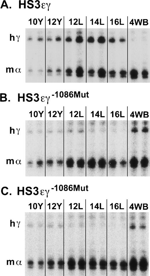 Fig. 4. S1 nuclease protection assay of human Aγ transgene expression in HS3ɛγ and HS3ɛγ−1086Mut lines. (A) Human Aγ transgene (hγ) and mouse gene (m) expression are shown from two embryos or fetuses at each time point for the wild-type HS3ɛγ construct carried by line 2649. The band protected by the mouse ζ probe is not shown but was included in the calculations in Table 1. (B) Human Aγ transgene (hγ) and m expression in animals from HS3ɛγ−1086Mut line 4485. (C) Human Aγ transgene (hγ) and m expression in animals from HS3ɛγ−1086Mut line 4456. Y = yolk sac; L = fetal liver; 4WB = blood from 4-week-old pups.