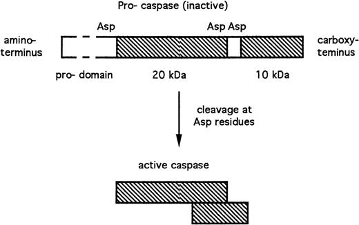 Fig. 1. Structure and activation of caspases. The peptide sequences that contribute to the enzymatically active caspase are shown in cross-hatch. Asp, aspartate residues at which the inactive pro-caspase is proteolytically cleaved with the resultant generation of the active subunits.