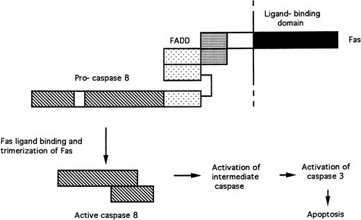 Fig. 2. Signal transduction by FAS. Protein-protein interactions between the death domains (horizontal stripes) of FAS and FADD and the death-effector domains (stippled) of FADD and pro-caspase 8 are shown. Trimerization of receptor complexes after binding of FAS to FAS ligand results in the cleavage of pro-caspase 8 and the release of active caspase 8.