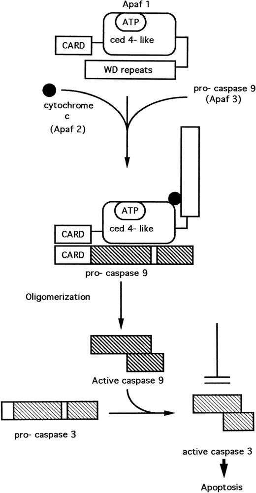 Fig. 3. Apaf-1– and cytochrome c–dependent activation of caspases.