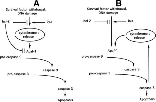 Fig. 4. Models relating the roles of BCL-2 family proteins, cytochrome c release, and Apaf-1–dependent caspase activation during the induction of apoptosis. (A) “Swiss army knife” model; (B) “death cycle” model. See text for details.