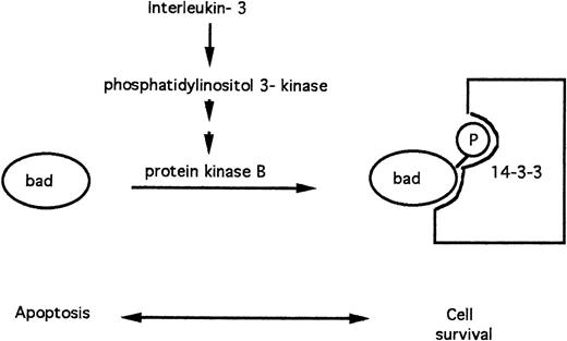 Fig. 5. Apoptosis modulation by IL-3 via phosphorylation of the pro-apoptotic BAD protein.