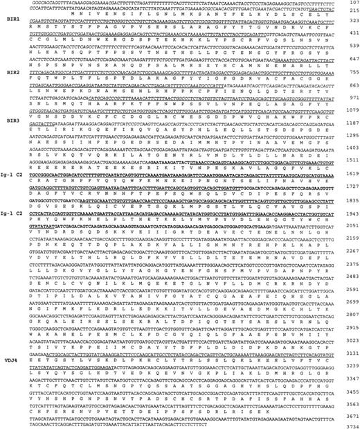 Fig. 4. Sequence of the API2-MLT chimeric cDNA. The 5′API2 cDNA sequence (bp 1-1446 according to GenBank Accession No. L49432) is shown in italic, the additional 582 bp of MLT fused to API2 in case 2 are shown in bold. The inframe API2-MLT fusion generates at bp 1446-1448 an AAT (N) for case 1, an AGA (R) in case 2. The three BIR domains of API2 and the two Ig-like C2 domains (Ig-I C2) and the domain similar to a mouse Ig γ chain (VDJ4, GenBank Accession No.M13070) of MLT are underlined. The sequence has been deposited in GenBank under Accession No. AF123094.