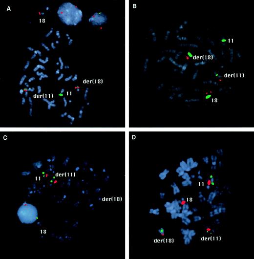 Fig. 3. FISH mapping of the chromosome 11 and 18 breakpoints. (A) The hybridization signals of YAC 921F3 (green) and the BamHI fragment H of PAC 152M5 (red) are both split by the translocation in case 1. Signals of both probes are visible on the derivative chromosomes 11 and 18. (B) In case 2, fragment D of PAC 152M5 (red) shows split signals. The centromeric probes for chromosome 11 and 18 appear in green. (C) In case 1, PAC 532O24 (green) is seen on the normal chromosome 11 and on the derivative chromosome 11 (C), whereas this probe is split by the translocation in case 2 (D). The signals of the centromeric probes are shown in red.