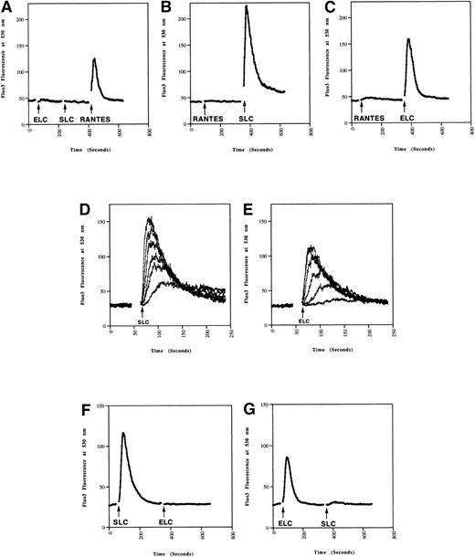 Fig. 2. Calcium mobilization in mature DC induced by SLC and ELC. DC (A) without or (B through E) with MCM-treatment were loaded with Fluo-3AM. The chemokines were added at the times indicated by the arrows and the calcium responses analyzed by flow cytometry. (A through C) Calcium responses to 500 ng/mL of SLC, ELC, or RANTES. (D and E) Dose-dependent calcium responses induced by 500, 150, 50, 15, 5, and 1.5 ng/mL of (D) SLC or (E) ELC. (F and G) Mature DC were loaded with Fluo-3AM and calcium mobilization was analyzed by flow cytometry. Concentration of the chemokines added were: (F) 100 ng/mL SLC, 500 ng/mL ELC, (G) 500 ng/mL ELC, 100 ng/mL SLC. These results are representative of two or more independent experiments.