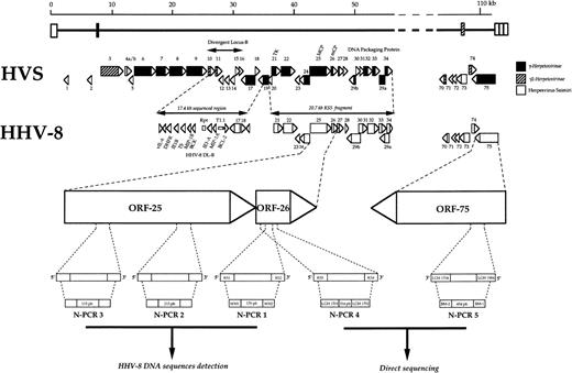 Fig. 1. Relative map locations within the ORF25 and ORF26 of HHV-8 genome of the three nested-PCR (N-PCR1, N-PCR2, and N-PCR3) used as a diagnosis purpose for HHV-8 DNA sequence detection, of the N-PCR4, used to obtain a 334-bp amplicon from the ORF26 DNA target, and of the N-PCR5, used to obtain a 494-bp amplicon from the ORF75 DNA target, sufficiently large to allow genetic variability analysis after direct DNA sequencing. The 17.4-kb divergent locus-B of the HHV-8 genome, supporting the vIL-6 and the bcl-2–like genes,61 and the ORFs within the 20.7-kb KS5 fragment of HHV-8,1 are shown in comparison with other equivalent loci and known genes in the herpesvirus Saimiri (HSV). The upper portion of the figure illustrates the arrangement of the ORFs in a contiguous 55-kb block at the left-hand end of the HSV genome: solid bars refer to ORFs that are common in all known γ-Herpetovirinae, shaded bars indicate ORFs that are found in several γ2-Herpetovirinae, and open bars denote ORFs that are unique to HSV. The ORF25 of HHV-8 is thought to be translated into a major capsid protein and the ORF26 into a virion protein.1