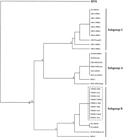 Fig. 5. Phylogram generated by the Fitch and Margoliash method, based on 334 nucleotides of the ORF26 of HHV-8 detected in tissue samples from 6 patients with POEMS syndrome, 1 HIV-infected patient with Kaposi’s sarcoma and multicentric Castleman’s disease (KS/MCD), 8 healthy African blood donors (ABD), and 12 representative sequences previously used to define 3 subgroups of HHV-8 variability in ORF26 (from patients with HIV-related Kaposi’s sarcoma: KSHV AIDS, ST1 AIDS KS, ST2 AIDS KS, ST3 AIDS KS, C282 AIDS KS, ASM70 Lung KS, and AKS1 AIDS KS; from patients with non–HIV-related Kaposi’s sarcoma: 431 KAP Endemic KS and EKS1 non-AIDS KS; and from patients with HIV-associated body-cavity–based lymphoma: BCBL-1, BCBL-2, and BCBLR AIDS Lym).14 KSHV AIDS is from the original sequence published by Chang et al,3 including the KS330233Bam fragment; BCBL-1 and BCBL-2 have been previously reported by Cesarman et al.56 The 31 examined 334-bp ORF26 sequences of HHV-8 genome fell into three distinct but very narrow subgroupings, corresponding to variants of the subgroups A, B, and C defined by Zong et al.14 However, distinct clades among the HHV-8 strains were not supported by significant bootstrap values. All ORF26 sequences from patients with POEMS syndrome belonged to the subgroup B. Homologous BDLF1 gene of EBV (GenBank: VO1555) and ORF26 of herpesvirus Saimiri (HVS) (GenBank: AF005370) were used as outgroups. Vertical branches are for clarity only; the lengths of the horizontal branches are proportional to the single base changes. Numbers at nodes represent the percentage of bootstrap samples for 100 replications, for which the corresponding cluster is depicted to the right. BM, bone marrow; KS, Kaposi’s sarcoma; Lym, lymphoma; LN, lymph node; Myel, myeloma.