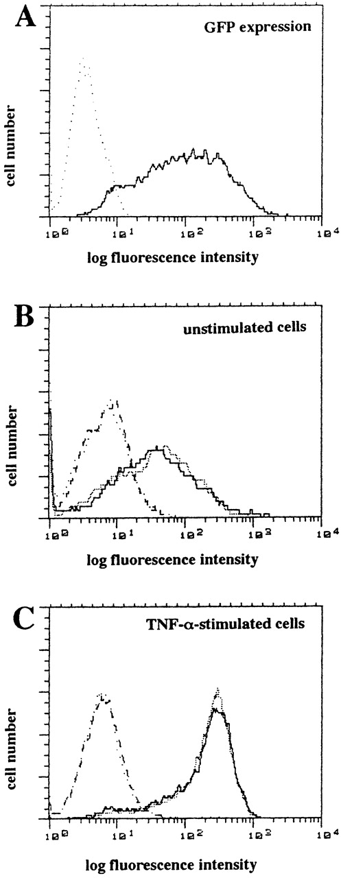 Fig. 4. Flow cytometric analysis of endothelial adhesion molecule after infection with control vector rAd.GFP encoding GFP. (A) The expression of GFP in HUVEC was analyzed by flow cytometry after infection with rAd.GFP (solid line) or no treatment (dotted line) after 48 hours. (B and C) HUVEC infected with or without GFP control adenovirus were stimulated without (B) or with (C) TNF- (100 U/mL) for 4 hours and were stained with MoAb to ICAM-1 (solid or stippled line) or isotype control (dotted or dashed line). Shown are representative histograms.
