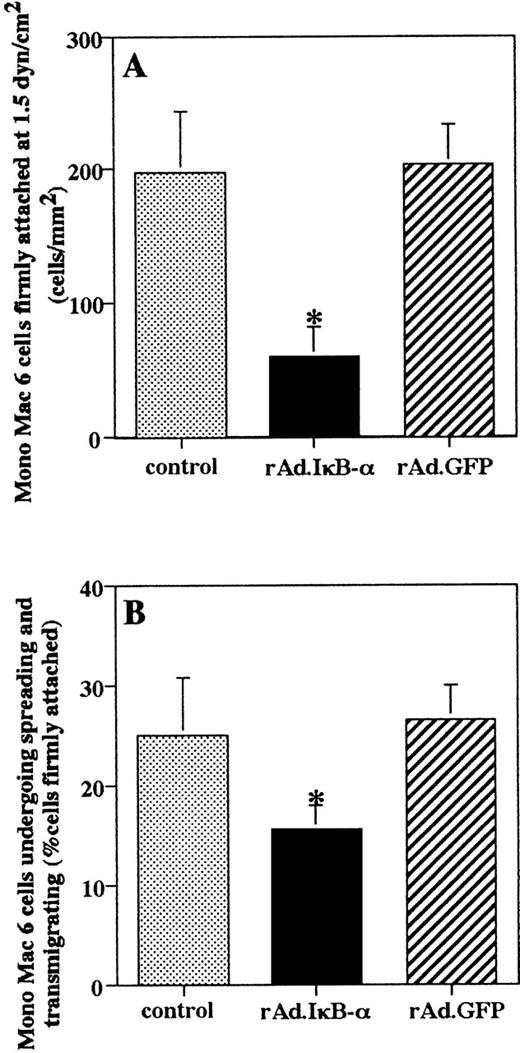Fig. 6. Effects of adenoviral-mediated IκB- expression on firm adhesion, transmigration, and rolling of monocytic cells on endothelial cells under physiological flow. HUVEC grown in 35-mm Petri dishes were left untreated (▩), were infected with rAd.IκB- (▪), or were infected with the control vector rAd.GFP encoding GFP (░). All cells were stimulated with TNF- (100 U/mL) for 4 hours. Mono Mac 6 cells were perfused at a constant flow rate of 1.5 dyn/cm2. (A) The firm, shear-resistant attachment of monocytes to HUVEC was determined by counting the number of cells firmly attached per field after a 5-minute period. (B) Cells undergoing shape change and spreading or transmigration were counted after 5 minutes and expressed as the percentage of cells initially attached. Data are the mean ± SD of three independent experiments. *P< .05 versus uninfected control.