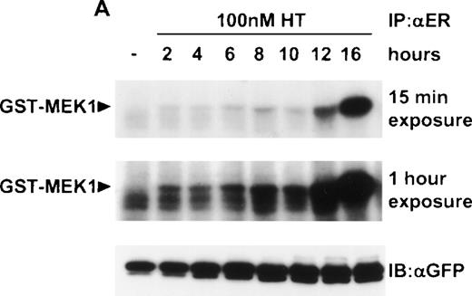 Fig. 4. Addition of 4HT activates Raf-1 and ERK kinase activity. ▵Raf-1:ER cells were stimulated at 37°C in RPMI, 10% FCS and 100 nmol/L 4HT for the indicated time. The cells were lysed and analyzed for (A) Raf-1 activity by immunoprecipitation with an antiestrogen receptor antibody followed by an in vitro kinase assay by using GST-MEK1 as a substrate or (B) ERK activity by immunoprecipitation with an anti-ERK antibody, followed by an in vitro kinase assay by using MBP as a substrate. Positive control cells were stimulated with IL-3 for 10 minutes. Phosphorylated proteins were visualized after SDS-PAGE and autoradiography. A 15 minute and a 1-hour exposure are shown to clearly demonstrate the activity of ▵Raf-1:ER at both the 16 and 2 hour time points. The quantity of immunoprecipitated (IP) protein in each lane was assessed by immunoblotting (IB) with antibodies against GFP (GFP) or ERK (ERK).