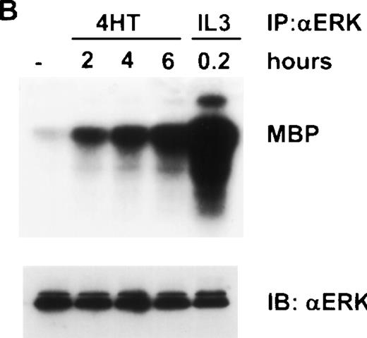 Fig. 4. Addition of 4HT activates Raf-1 and ERK kinase activity. ▵Raf-1:ER cells were stimulated at 37°C in RPMI, 10% FCS and 100 nmol/L 4HT for the indicated time. The cells were lysed and analyzed for (A) Raf-1 activity by immunoprecipitation with an antiestrogen receptor antibody followed by an in vitro kinase assay by using GST-MEK1 as a substrate or (B) ERK activity by immunoprecipitation with an anti-ERK antibody, followed by an in vitro kinase assay by using MBP as a substrate. Positive control cells were stimulated with IL-3 for 10 minutes. Phosphorylated proteins were visualized after SDS-PAGE and autoradiography. A 15 minute and a 1-hour exposure are shown to clearly demonstrate the activity of ▵Raf-1:ER at both the 16 and 2 hour time points. The quantity of immunoprecipitated (IP) protein in each lane was assessed by immunoblotting (IB) with antibodies against GFP (GFP) or ERK (ERK).