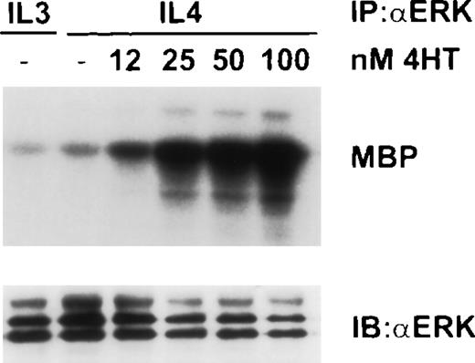 Fig. 5. Dose-dependent activation of ERK in ▵Raf-1:ER cells after stimulation with 4HT for 16 hours. ▵Raf-1:ER cells were stimulated at 37°C for 16 hours at 2 × 105 cells/mL in RPMI, 10% FCS plus IL-3, IL-4, or IL-4 plus increasing concentrations of 4HT. ERK was IP from the cell lysate and kinase activity was determined in vitro by using MBP as a substrate. Phosphorylated proteins were visualized after SDS-PAGE and autoradiography. The quantity of IP protein in each lane was assessed by IB with antibodies against ERK (ERK).