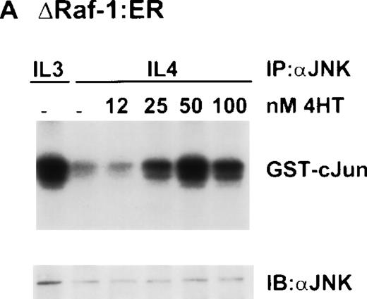 Fig. 6. Dose-dependent activation of JNK in ▵Raf-1:ER but not Ba/F3 cells after stimulation with 4HT for 16 hours. (A) ▵Raf-1:ER cells were stimulated at 37°C for 16 hours at 2 × 105cells/mL in RPMI, 10% FCS plus IL-3, IL-4, or IL-4 plus increasing concentrations of 4HT. (B) Ba/F3 cells were stimulated for 16 hours at 37°C in RPMI supplemented with 10% FCS and IL-3 (3), IL-4 (4), or IL-4 plus 100 nmol/L 4HT (4 + HT). JNK was IP from the cell lysate, and kinase activity was determined in vitro by using GST-cJun as a substrate. Phosphorylated proteins were visualized after SDS-PAGE and autoradiography. The quantity of immunoprecipitated protein in each lane was assessed by immunoblotting (IB) with antibodies against JNK (JNK).