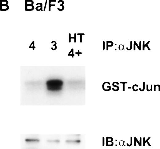 Fig. 6. Dose-dependent activation of JNK in ▵Raf-1:ER but not Ba/F3 cells after stimulation with 4HT for 16 hours. (A) ▵Raf-1:ER cells were stimulated at 37°C for 16 hours at 2 × 105cells/mL in RPMI, 10% FCS plus IL-3, IL-4, or IL-4 plus increasing concentrations of 4HT. (B) Ba/F3 cells were stimulated for 16 hours at 37°C in RPMI supplemented with 10% FCS and IL-3 (3), IL-4 (4), or IL-4 plus 100 nmol/L 4HT (4 + HT). JNK was IP from the cell lysate, and kinase activity was determined in vitro by using GST-cJun as a substrate. Phosphorylated proteins were visualized after SDS-PAGE and autoradiography. The quantity of immunoprecipitated protein in each lane was assessed by immunoblotting (IB) with antibodies against JNK (JNK).