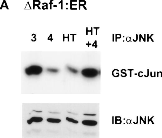 Fig. 8. Raf-1 and IL-4 synergize to activate JNK. (A) ▵Raf-1:ER or (B) ▵Raf-1:ER K70W cells were stimulated for 16 hours at 37°C in RPMI, 10% FCS supplemented with IL-3 (3), IL-4 (4), 100 nmol/L 4HT (4HT), or both IL-4 and 100 nmol/L 4HT (4 + HT). JNK-1 was IP and JNK activity was determined in vitro by using GST-cJun as a substrate. Phosphorylated proteins were visualized after SDS-PAGE and autoradiography. The membranes were immunoblotted with anti-JNK antibodies to assess equivalency of loading (JNK).