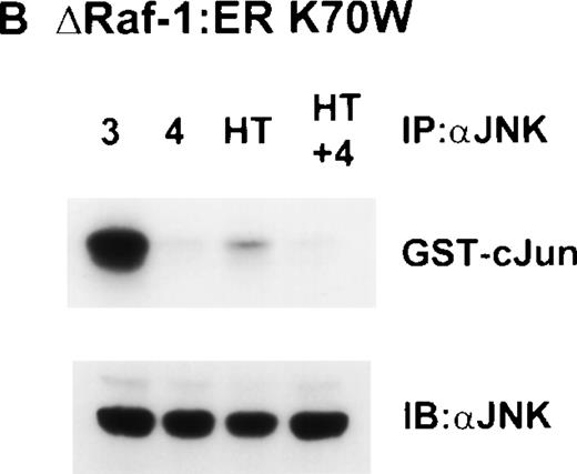 Fig. 8. Raf-1 and IL-4 synergize to activate JNK. (A) ▵Raf-1:ER or (B) ▵Raf-1:ER K70W cells were stimulated for 16 hours at 37°C in RPMI, 10% FCS supplemented with IL-3 (3), IL-4 (4), 100 nmol/L 4HT (4HT), or both IL-4 and 100 nmol/L 4HT (4 + HT). JNK-1 was IP and JNK activity was determined in vitro by using GST-cJun as a substrate. Phosphorylated proteins were visualized after SDS-PAGE and autoradiography. The membranes were immunoblotted with anti-JNK antibodies to assess equivalency of loading (JNK).