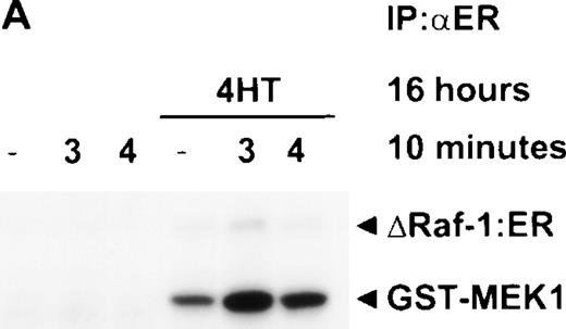 Fig. 9. Stimulation with IL-4 for 10 minutes in the presence of activated Raf-1 is not sufficient to activate JNK. ▵Raf-1:ER cells were stimulated for 16 hours at 37°C in RPMI, 10% FCS with or without 100 nmol/L 4HT. The cells were then stimulated for 10 minutes with IL-3 (3) or IL-4 (4) or left untreated as a control (−). (A) ▵Raf-1:ER was IP with antiestrogen receptor antibodies and kinase activity was determined in vitro by using GST-MEK1 as a substrate. (B) JNK was IP with anti-JNK1 antibodies and kinase activity was determined in vitro by using GST-cJun as a substrate. Phosphorylated proteins were visualized after SDS-PAGE and autoradiography. The membrane was subsequently immunoblotted with an anti-JNK1 antibody to determine equivalency of loading.