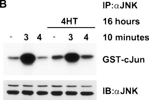 Fig. 9. Stimulation with IL-4 for 10 minutes in the presence of activated Raf-1 is not sufficient to activate JNK. ▵Raf-1:ER cells were stimulated for 16 hours at 37°C in RPMI, 10% FCS with or without 100 nmol/L 4HT. The cells were then stimulated for 10 minutes with IL-3 (3) or IL-4 (4) or left untreated as a control (−). (A) ▵Raf-1:ER was IP with antiestrogen receptor antibodies and kinase activity was determined in vitro by using GST-MEK1 as a substrate. (B) JNK was IP with anti-JNK1 antibodies and kinase activity was determined in vitro by using GST-cJun as a substrate. Phosphorylated proteins were visualized after SDS-PAGE and autoradiography. The membrane was subsequently immunoblotted with an anti-JNK1 antibody to determine equivalency of loading.