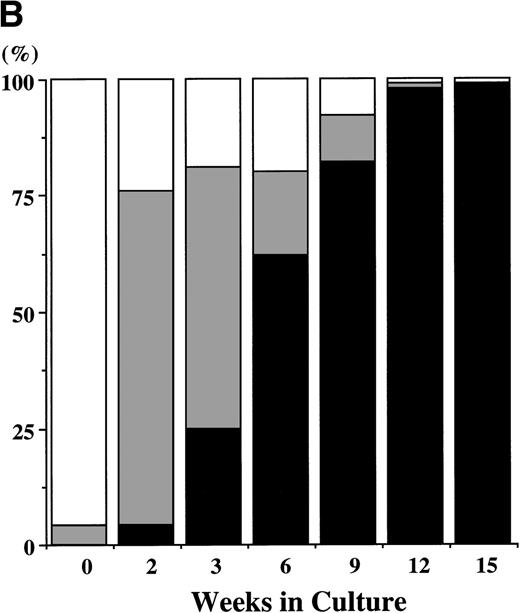 Fig. 1. Combination of SCF and TPO stimulates mast cell production by CD34+ BM cells in serum-deprived liquid culture. (A) CD34+ BM cells (1 × 104) were plated per well containing serum-deprived liquid culture medium supplemented with 10 ng/mL of SCF and/or 10 ng/mL of TPO. Half of the cell-free supernatant was replaced with fresh medium containing the growth factor(s) every 5 to 7 days. The numbers of viable cells were serially counted. This experiment was performed three times. Values are expressed as the mean ± SD of three experiments. (□), no growth factors; (○), SCF; (▪), TPO; (•), SCF + TPO. (B) Time course of the relative frequency of tryptase-positive cells and peroxidase-positive cells grown by SCF + TPO. The cultured cells grown by SCF + TPO were stained with a MoAb against tryptase or with POX. (▪), tryptase-positive cells; (▩), POX-positive cells; (□), others.