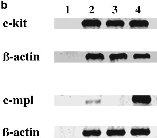 Fig. 3. Expression of c-kit and c-mpl in CD34+ BM cells and cultured mast cells grown by SCF + TPO. The expression of c-kit and c-mpl in CD34+ BM cells and 15-week-old cultured cells grown by SCF + TPO were examined using (a) flow cytometric analysis and (b) RT-PCR analysis. Day 10 megakaryocytic cells generated by TPO alone from CD34+ cord blood cells were used as positive controls. (a) Flow cytometric analysis: (A), CD34+ BM cells; (B), 15-week-old cultured cells grown by SCF + TPO; (C), Day 10 cultured CD41+ cells grown by TPO. (—), labeled with PE-conjugated anti–c-kit MoAb or anti–c-mpl MoAb followed by FITC-conjugated GAM. (---), labeled with PE-conjugated mouse IgG1 or control mouse IgG1 followed by FITC-conjugated GAM. The abscissa shows the fluorescence intensity of each surface marker, and the ordinate shows the number of cells. (b) RT-PCR analysis: lane 1, no RNA; lane 2, CD34+ BM cells; lane 3, cultured c-kit+ cells grown by SCF + TPO; lane 4, cultured CD41+ cells grown by TPO.