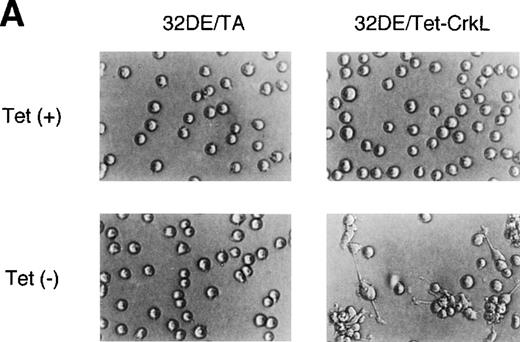 Fig. 1. Overexpression of CrkL increases adhesion of 32D cells. (A) Morphology of 32D cells overexpressing CrkL. A clone of 32D/EpoR-Wt cells stably transfected with the expression plasmid for tetracycline transactivator alone (32DE/TA) or a clone also transfected with pTet-CrkL (32DE/Tet-CrkL) was cultured in the presence (+) or absence (−) of 100 ng/mL of tetracycline (Tet), as indicated, for 24 hours and photographed under an inverted microscope (Olympus, Tokyo, Japan). (B) Adhesion of CrkL-overexpressing 32D cells to fibronectin. 32DE/TA and 32DE/Tet-CrkL cells were cultured in the presence (+) or absence (−) of Tet, as indicated, for 24 hours and allowed to attach to wells coated with 10 μg/mL fibronectin for 30 minutes at 37°C in the presence of IL-3. The extent of cell adhesion was quantitated as described in Materials and Methods. The data represent averages ± SD of triplicate determinations. Anti-CrkL immunoblotting of cell lysates obtained under the same conditions is also shown. (C) Effect of fibronectin concentration on adhesion of CrkL-overexpressing 32D cells. 32DE/Tet-CrkL cells, cultured with or without tetracycline, as indicated, were allowed to attach to wells coated with indicated concentrations of fibronectin for the cell adhesion assay. (D) Effect of cytokines on adhesion of CrkL-overexpressing 32D cells. 32DE/Tet-CrkL cells were cultured with or without tetracycline, as indicated, for 24 hours. During the last 16 hours, cells were cultured with 1 U/mL Epo (Epo), 5 ng/mL IL-3 (IL-3), or without any cytokine (−), as indicated. Cells were allowed to attach to wells coated with 10 μg/mL fibronectin for the cell adhesion assay in the presence or absence of cytokine, as indicated.