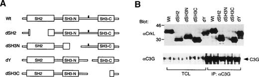 Fig. 3. The N-terminal SH3 domain of CrkL plays a critical role in enhancement of cell adhesion. (A) Schematic representation of CrkL and its mutants. (B) Transient expression of CrkL and its mutants with C3G in COS7 cells. Expression plasmids for wild type and various mutants of CrkL, as indicated, were transfected with that of C3G into COS7 cells. Cells were harvested 2 days after transfection, and total cell lysates (TCL) and anti-C3G immunoprecipitates were subjected to anti-CrkL immunoblotting followed by reprobing with anti-C3G. (C) Effects of transiently expressed CrkL mutants on adhesion of 32D/EpoR-Wt cells to fibronectin. The expression plasmids for wild type and various mutants of CrkL, as indicated, were transfected into 32D/EpoR-Wt cells along with pRL-SV. Transiently transfected cells were subjected to the cell adhesion assay as described in Materials and Methods. (D) Dose-dependent effects of the CrkL dSH3N and dSH2 mutants on 32D/EpoR-Wt cell adhesion to fibronectin. 32D/EpoR-Wt cells were transfected with indicated amounts (microgram) of the expression plasmids for dSH3N and dSH2 mutants of CrkL or the pSG5 vector plasmid and subjected to the cell adhesion assay.