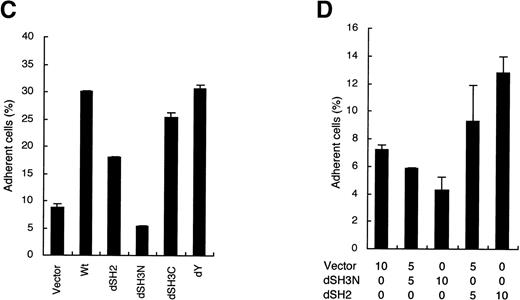 Fig. 3. The N-terminal SH3 domain of CrkL plays a critical role in enhancement of cell adhesion. (A) Schematic representation of CrkL and its mutants. (B) Transient expression of CrkL and its mutants with C3G in COS7 cells. Expression plasmids for wild type and various mutants of CrkL, as indicated, were transfected with that of C3G into COS7 cells. Cells were harvested 2 days after transfection, and total cell lysates (TCL) and anti-C3G immunoprecipitates were subjected to anti-CrkL immunoblotting followed by reprobing with anti-C3G. (C) Effects of transiently expressed CrkL mutants on adhesion of 32D/EpoR-Wt cells to fibronectin. The expression plasmids for wild type and various mutants of CrkL, as indicated, were transfected into 32D/EpoR-Wt cells along with pRL-SV. Transiently transfected cells were subjected to the cell adhesion assay as described in Materials and Methods. (D) Dose-dependent effects of the CrkL dSH3N and dSH2 mutants on 32D/EpoR-Wt cell adhesion to fibronectin. 32D/EpoR-Wt cells were transfected with indicated amounts (microgram) of the expression plasmids for dSH3N and dSH2 mutants of CrkL or the pSG5 vector plasmid and subjected to the cell adhesion assay.