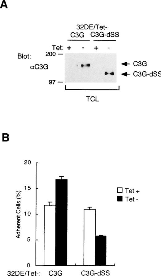 Fig. 4. The guanine nucleotide exchange domain of C3G is involved in enhancement of cell adhesion. (A) Inducible expression of C3G or its mutant in 32D cells. A clone of 32D/EpoR-Wt cells transfected with pTet-C3G (32DE/Tet-C3G) or pTet-C3G-dSS (32DE/Tet-C3G-dSS), coding for C3G or its mutant lacking the guanine nucleotide exchange domain, respectively, was cultured for 24 hours with (+) or without (−) Tet, as indicated. TCL were extracted and subjected to anti-C3G immunoblotting. Positions of C3G and its mutant, C3G-dSS, are indicated. (B) 32DE/Tet-C3G and 32DE/Tet-C3G-dSS cells were cultured for 24 hours with (+) or without (−) Tet, as indicated, and subjected to the cell adhesion assay as described in Materials and Methods.