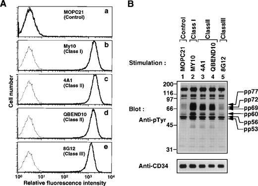 Fig. 1. Induction of tyrosine phosphorylation after stimulation with anti-CD34 MoAbs. (A) FACS analysis of KG1a cells stained with the anti-CD34 MoAbs used in this study. Cells were stained with MOPC21 (a, control IgG), My10 (b, class I MoAb), 4A1 (c, class II MoAb), QBEND10 (d, class II MoAb), and 8G12 (e, class III MoAb). Solid lines represent staining with specific antibodies, and dotted lines represent staining with the secondary reagent alone. (B) Western blot of equal amounts of Triton X-100 lysates from KG1a cells stimulated for 30 minutes with anti-CD34 MoAbs (lanes 2 through 5) or MOPC21 as a control (lane 1) as described in Materials and Methods, probed with anti-pTyr (4G10, top), and reprobed with anti-CD34 (4A1, bottom). Molecular size markers are indicated on the left (kD).