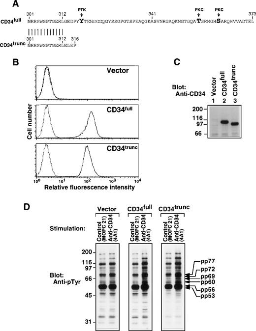 Fig. 2. Role of the cytoplasmic portion of CD34 in tyrosine phosphorylation. (A) Amino acid sequence of the cytoplasmic portions of the full-length CD34 (CD34full; top) and the truncated CD34 (CD34trunc; bottom). Vertical bars indicate conserved residues. PTK, a candidate tyrosine phosphorylation site; PKC, a consensus phosphorylation site for protein kinase C. (B) FACS analysis of U937 cells stably transfected with vector alone, CD34full, or CD34trunc. Cells were stained with anti-CD34 (4A1, solid lines) or with the secondary reagent alone (dotted lines). (C) Western blot of Triton X-100 lysates from U937 cells stably transfected with Vector alone (lane 1), CD34full (lane 2), or CD34trunc (lane 3), probed with anti-CD34 (4A1). (D) Western blots of equal amounts of Triton X-100 lysates from U937 cells stably transfected with vector, CD34full, or CD34trunc, probed with anti-pTyr (4G10). Cells were stimulated for 30 minutes with anti-CD34 (4A1) or MOPC21 (control) as described in the legend to Fig 1. Molecular size markers are indicated on the left (kD).