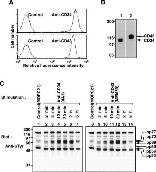 Fig. 3. Coexpression of CD34 and CD43 on KG1a cells and stimulation with MoAbs to CD34 or CD43. (A) FACS analysis of KG1a cells stained with anti-CD34 (4A1) or anti-CD43 (MEM59). Solid lines represent staining with specific antibodies, and dotted lines represent staining with the secondary reagent alone. (B) Western blots of Triton X-100 lysates from KG1a cells, probed with anti-CD34 (4A1, lane 1) or anti-CD43 (MEM59, lane 2). (C) Western blots of equal amounts of Triton X-100 lysates from KG1a cells stimulated with anti-CD34 (4A1, lanes 2 through 7), anti-CD43 (MEM59, lanes 9 through 14) for the indicated times or incubated with MOPC21 (control IgG, lanes 1 and 8) for 30 minutes at 37°C, probed with anti-pTyr (4G10). Molecular size markers are indicated on the left (kD).