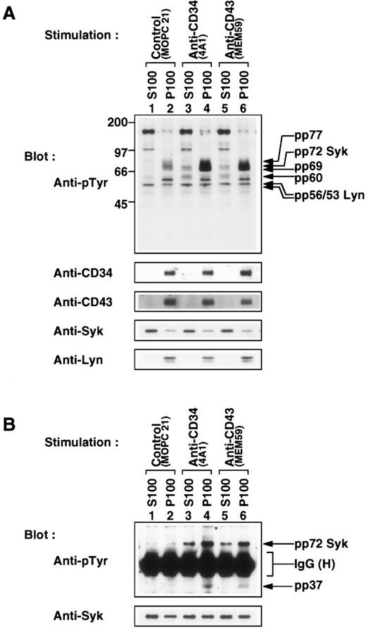 Fig. 10. Subcellular localization of tyrosine-phosphorylated proteins. (A) Western blots of cytosolic (S100, lanes 1, 3, and 5) and particulate fractions (P100, lanes 2, 4, and 6) fractionated from KG1a cells stimulated for 30 minutes with MOPC21 (control, lanes 1 and 2), anti-CD34 (4A1, lanes 3 and 4) or anti-CD43 (MEM59, lanes 5 and 6) as described in the legend to Fig 1, probed with anti-pTyr (top), reprobed with anti-CD34 (4A1), anti-CD43 (MEM59), anti-Syk, and anti-Lyn. Molecular size markers are indicated on the left (kD). (B) Western blots of equally adjusted amounts of Syk immunoprecipitates from cytosolic (S100, lanes 1, 3, and 5) or Triton X-100–solubilized membrane fractions (P100, lanes 2, 4, and 6) of KG1a cells stimulated as above, probed with anti-pTyr (top), and reprobed with anti-Syk (bottom). IgG (H), heavy chain of immunoglobulin G.