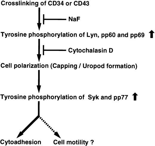 Fig. 12. Proposed pathway generated from CD34 and CD43. Crosslinking of either CD34 or CD43 leads to tyrosine phosphorylation and cell polarization (capping/uropod formation) for cytoadhesion and perhaps cell motility. NaF affects tyrosine phosphorylation of Lyn, pp60, pp69, Syk, and pp77 from the initial phase of stimulation, resulting in inhibition of cell polarization and cytoadhesion. Cyt.D suppresses not only tyrosine phosphorylation of Syk and pp77, but also cytoadhesion by inhibiting cell polarization through disruption of the actin cytoskeleton. Both CD34 and CD43 trigger activation of a common cascade of tyrosine phosphorylation signaling.
