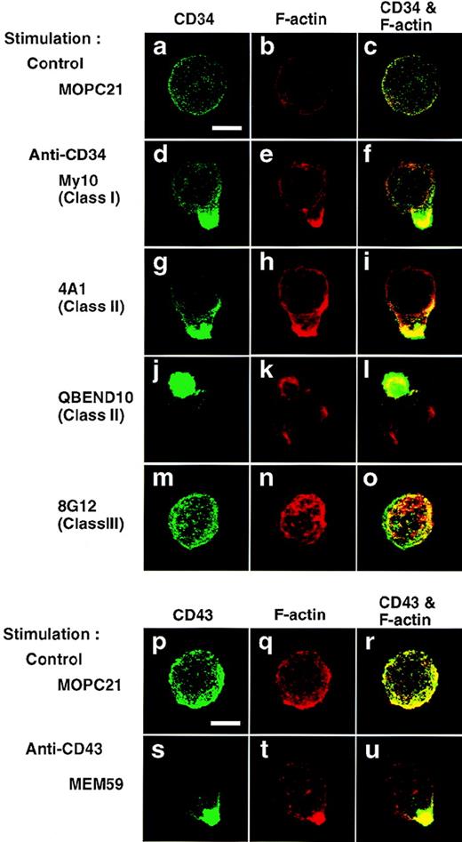 Fig. 4. Capping of CD34 and CD43. KG1a cells were stimulated for 30 minutes with MOPC21 (control, a through c, p through r), anti-CD34 (My10, d through f; 4A1, g through i; QBEND10, j through l; 8G12, m through o), or anti-CD43 (MEM59, s through u) as described in the legend to Fig1. After fixation, cells were double-stained with anti-CD34 (green channel: a, d, g, j, and m) and phalloidin (red channel: b, e, h, k, and n) or with anti-CD43 (green channel: p and s) and phalloidin (red channel: q and t), and analyzed by confocal immunofluorescence microscopy. The right-hand panels show superimposed images of green and red channels. Bars, 5 μm.