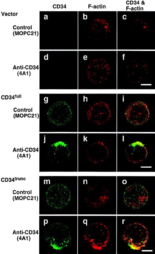 Fig. 5. Capping of CD34full and CD34trunc. U937 cells stably transfected with vector (a through f), CD34full (g through l), or CD34trunc (m through r) were stimulated for 30 minutes with anti-CD34 (4A1) (d through f, j through l, p through r) or MOPC21 (control) (a through c, g through i, m through o). After fixation, cells were double-stained with anti-CD34 (green channel: a, d, g, j, m, and p) and phalloidin (red channel: b, e, h, k, n, and q), and analyzed by confocal immunofluorescence microscopy. The right-hand panels show superimposed images of green and red channels. Bars, 5 μm.