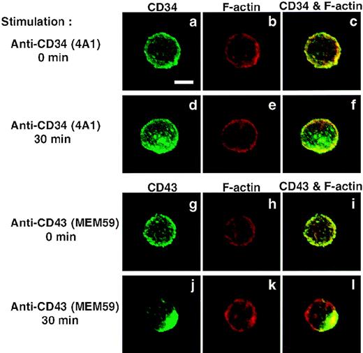 Fig. 6. Capping/clustering of CD34 or CD43 on normal CD34+ cells. Normal CD34+ BM cells were stimulated with anti-CD34 (4A1) for 0 minutes (a through c) and 30 minutes (d through f), or with anti-CD43 (MEM59) for 0 minutes (g through i) and 30 minutes (j through l). After fixation, cells were double-stained with anti-CD34 (green channel: a and d) and phalloidin (red channel: b and e) or with anti-CD43 (green channel: g and j) and phalloidin (red channel: h and k), and analyzed by confocal immunofluorescence microscopy. The right-hand panels show superimposed images of green and red channels. Bar, 5 μm.