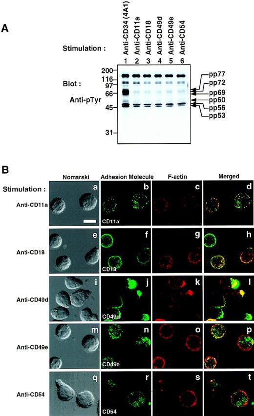 Fig. 7. Crosslinking of various cell-surface molecules by MoAbs. (A) Western blot of Triton X-100 lysates of KG1a cells stimulated for 30 minutes with anti-CD34 (4A1), anti-CD11a, anti-CD18, anti-CD49d, anti-CD49e, or anti-CD54 as described in the legend to Fig1. Molecular size markers are indicated on the left (kD). (B) Distribution of adhesion molecules on KG1a cells stimulated as described above. After fixation, cells were double-stained with FITC–anti-mouse Ig (green channel: b, f, j, n, and r) and phalloidin (red channel: c, g, k, o, and s), and analyzed by Nomarski differential-interference-contrast (left-hand panels) and confocal immunofluorescence microscopy. The right-hand panels show superimposed images of green and red channels. Bars, 10 μm.