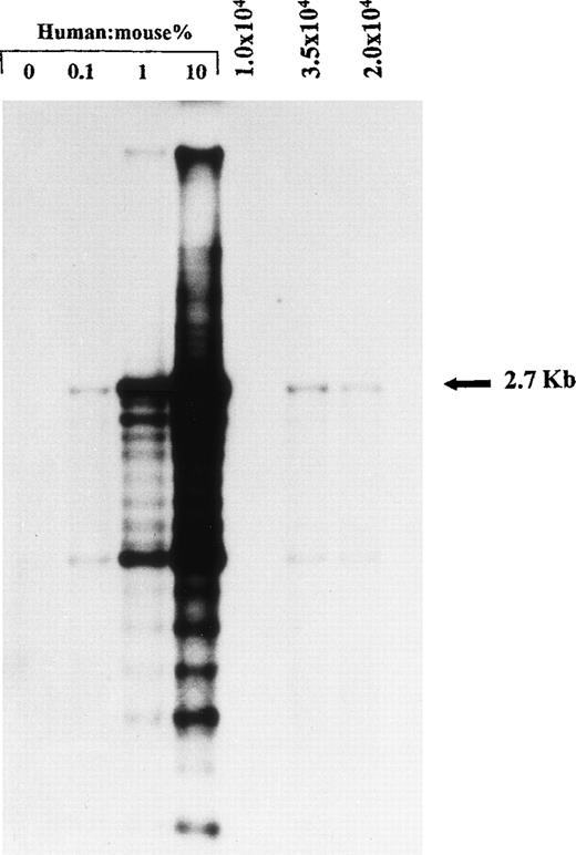 Fig. 1. Representative DNA analysis of human cell engraftment in the BM of NOD/SCID mice transplanted with 1 × 104, 2 × 104, and 3.5 × 104 unmanipulated CD34+ CB cells. Cells were injected together with preirradiated 2 × 105 CD34− CB cells as carrier cells. Human DNA was assessed by Southern analysis using a human chromosome 17-specific -satellite probe. Human:mouse controls are given as percent human DNA.