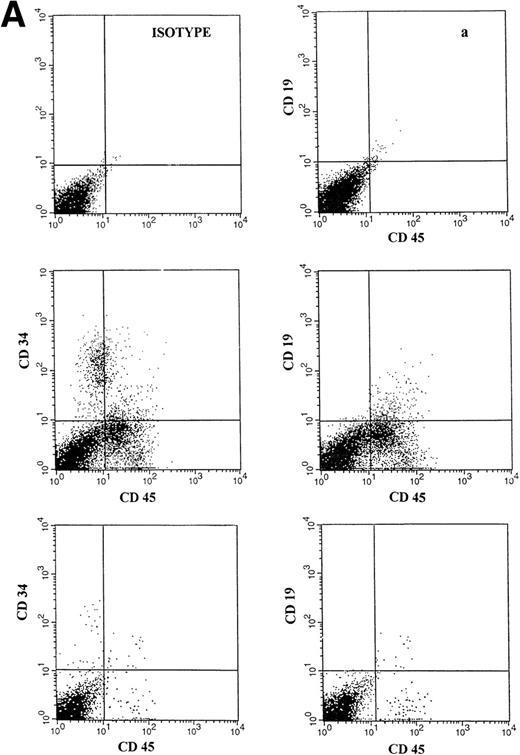 Fig. 2. (A) Representative fluorescence-activated cell sorting (FACS) profiles of marrow cells from NOD/SCID mice transplanted 8 weeks previously with unmanipulated CD34+ CB cells. (a) Negative control: a nonengrafted mouse (transplanted with 2 × 105 irradiated CD34− CB carrier cells). (Middle) A mouse transplanted with 1 × 105CD34+ CB cells. (Bottom) A mouse transplanted with 2 × 104 CD34+ cells. CD45/CD34 and CD45/CD19 analysis was performed on total BM cells. (B) Multilineage engraftment in the BM of a representative mouse transplanted with 1 × 105 unmanipulated CD34+ CB cells. Analysis of lineage markers (CD45/CD34, CD19, CD41, and CD13/CD33) was performed on cells comprised within the CD45 gate. Analysis of GpA/CD71-positive cells was performed on total BM cells.